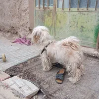 سگ شیتزو ماده