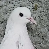 کفتر کبوتر