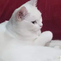 خط موبایل فروشی 09121200911