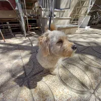 سگ شیتزو 5 ماهه واکسن خورده