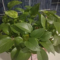 گل طبیعی