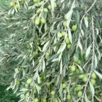 فروش-زمین-زراعتی-و-باغ-زیتون