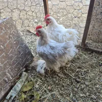 جوجه خروس نژاد کوشین