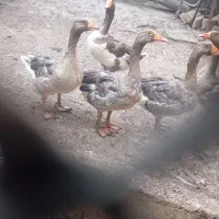 غاز