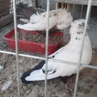 جفت دمبی