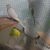 مرغ عشق با جوجه هاشون