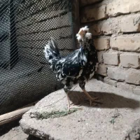 گلین|حیوانات مزرعه|اصفهان, نقش جهان|دیوار