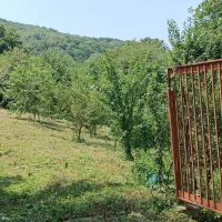 باغ جنگلی دارای نهال سیاه ریشه