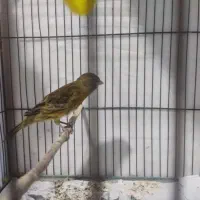 ماده قناری جفت نخورده