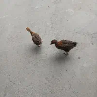 جوجه مرغ و خروس