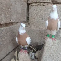 کبوتر طوقی جفت پرتغالی خال سیاه