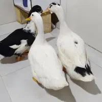 اردک نر و ماده