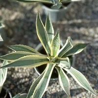 گلهای زیبا