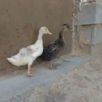 اردک