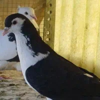 کبوتر صید ۲۰۰