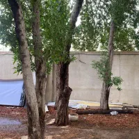 خدمات اره بنزینی و خرید چوب درخت