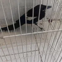 زاغ مینا کلاغ