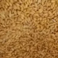 گندم کودشت وآذر۲ بذری