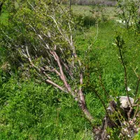 باغ در روستای سیلاب معاوضه هم میکنم