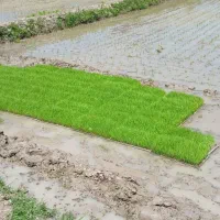 بانک نشاء علی کاظمی سر سبز و پرپشت