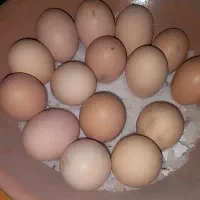 تخم مرغ نطفه دار