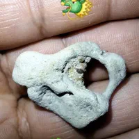 انواع مهر کلکسیونی