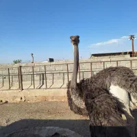 گوشت شترمرغ