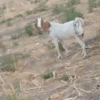 بز و بره