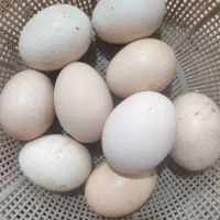تخم مرغ لاری نطفه دار