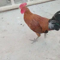 خروس گلین محلی