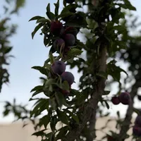 باغ ۱۰۰۰متری/سندتک برگ/انشعابات کامل|فروش زمین و ملک کلنگی|تهران, شهید رجایی|دیوار