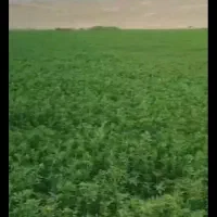 فروش550پرس یونجه