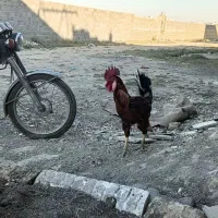 خروس زابلی