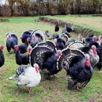 بوقلمون محلی تخم گذار