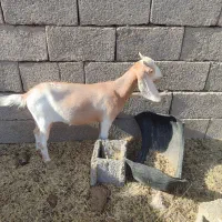 دو عدد بزغاله ماده فروشی