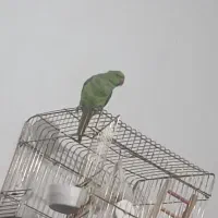 طوطی ملنگو