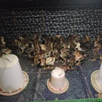 جوجه محلی