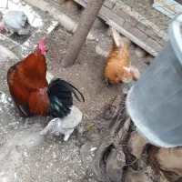 مرغ فیومی اصیل سفید دونه ۸۵۰هزار تومن