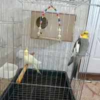 یک جفت عروس هلندی