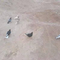 حمیدیه