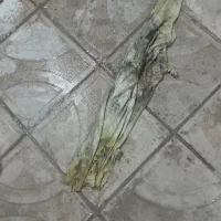 پوست ماست