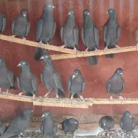 کبوتر کفتر خارجی انگلیسی رستاخیز ایرلندی