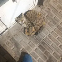 واگذاری رایگان گربه