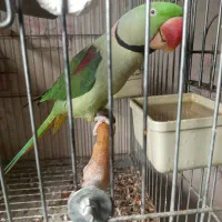 دو جفت شاه طوطی مولد اسکندر  فوق درشت