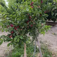 باغچه-میان-آباد-نظام-آباد