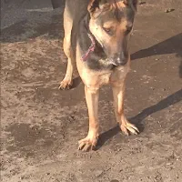 سگ ژرمن|سگ|یزد, |دیوار