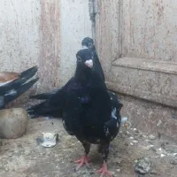سینه سیاه و کله سیاه چینگ سفید