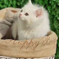 شهر گربه های لپ و غب غب بازدید حضوری