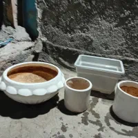 گلدون مفت