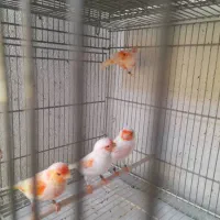 تعداد قناری جفت و جوجه و جیبوس اماده